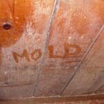 Mold Picture